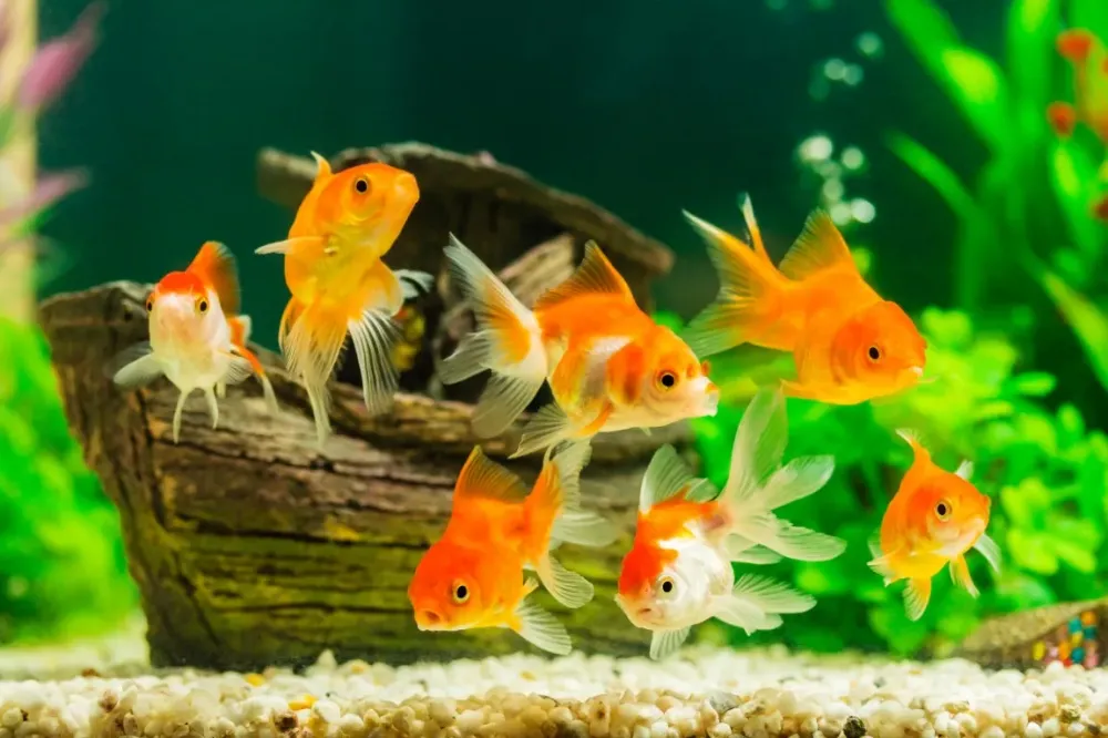 Maintenance aquarium à Marseille