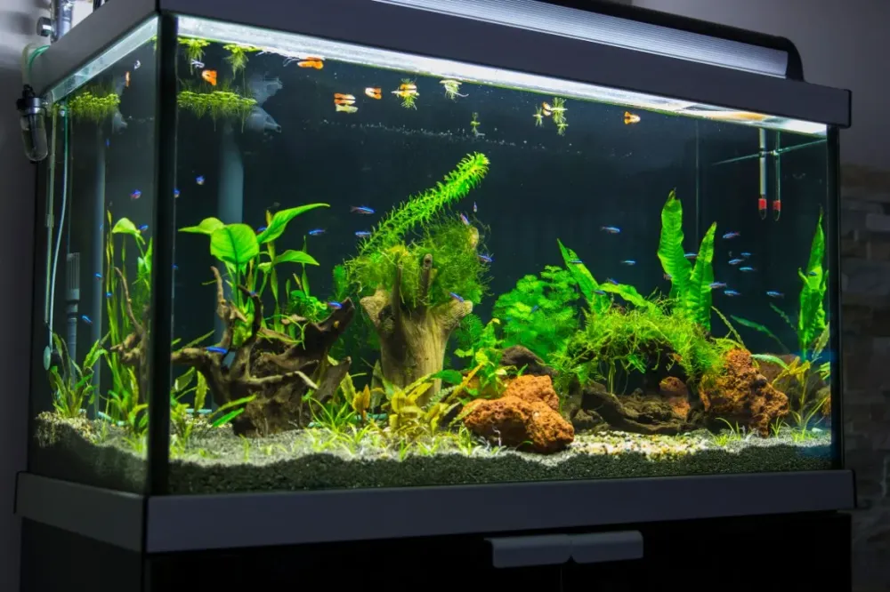 aquarium vegetalise