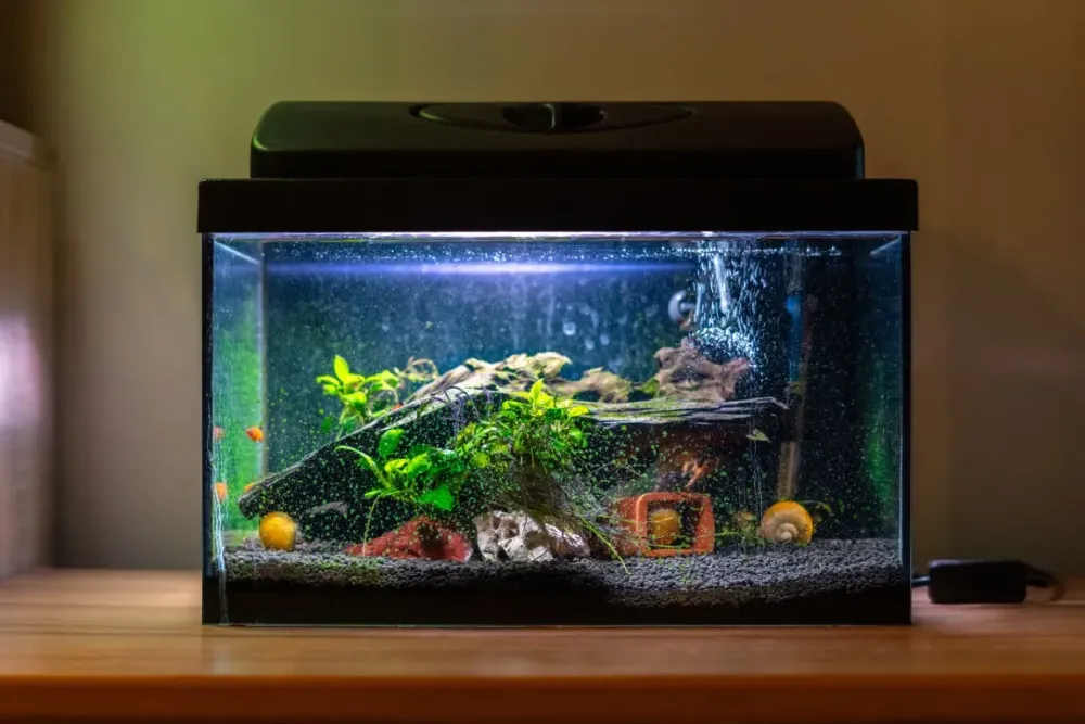 Nettoyage aquarium à Marseille