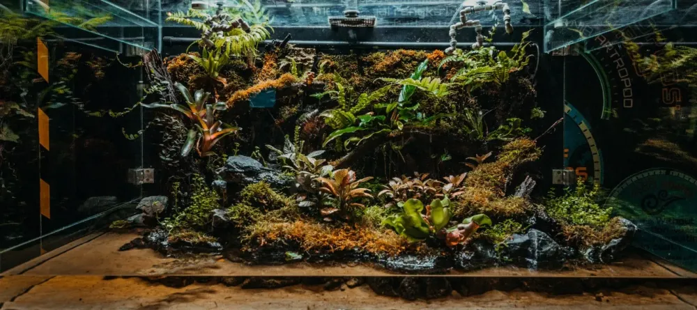 Décoration paludarium à Marseille